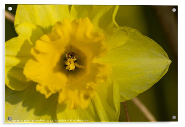 Ladybird bathing in nectar  from the Daffodil Acrylic by Julie Tattersfield