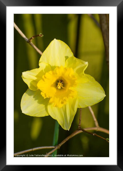 Daffodil home to the ladybird Framed Mounted Print by Julie Tattersfield