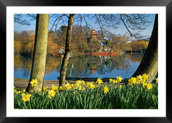 Peasholm Park,  Scarborough in Spring  Framed Mounted Print by Darren Galpin