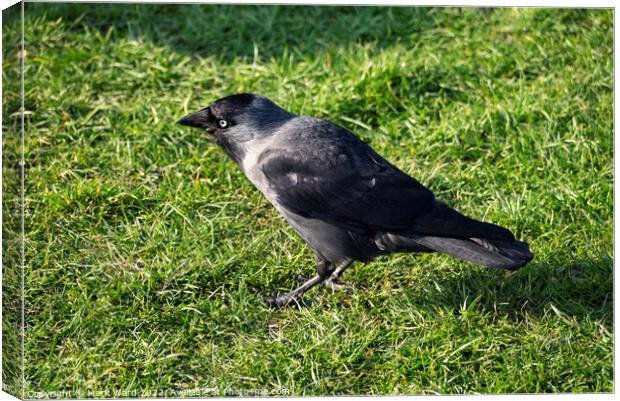Captain Jackdaw on Hastings Seafront. Canvas Print by Mark Ward