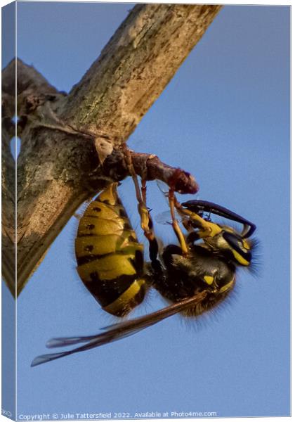 wasp chewing through the branch Canvas Print by Julie Tattersfield