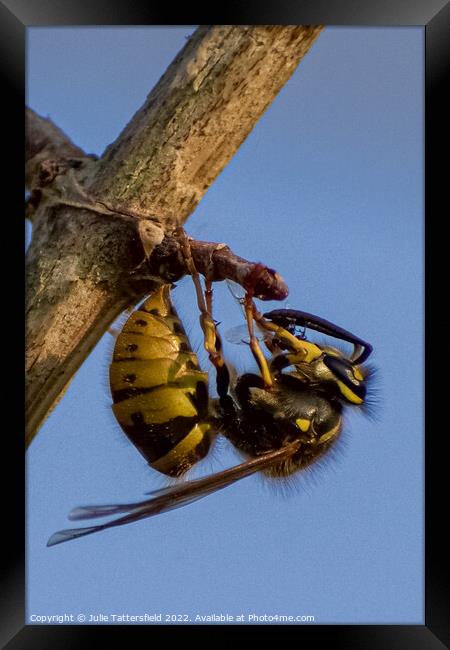 wasp chewing through the branch Framed Print by Julie Tattersfield