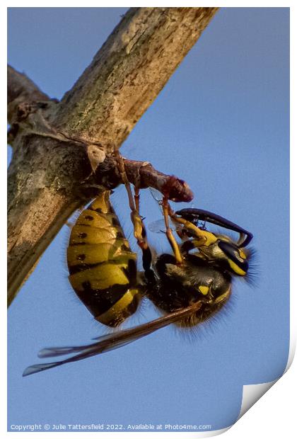 wasp chewing through the branch Print by Julie Tattersfield