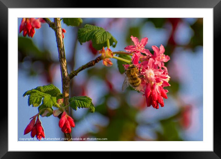 wasp enjoying the pollen Framed Mounted Print by Julie Tattersfield