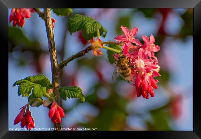 wasp enjoying the pollen Framed Print by Julie Tattersfield