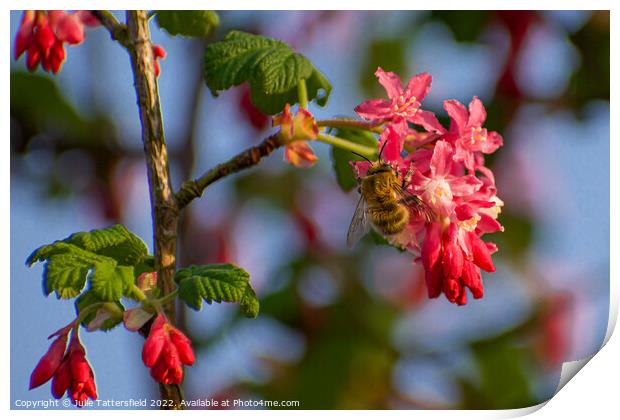 wasp enjoying the pollen Print by Julie Tattersfield