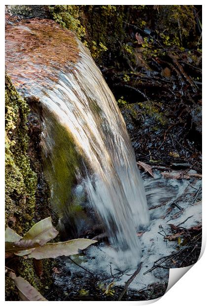 A Forest Waterfall Print by Christine Lake