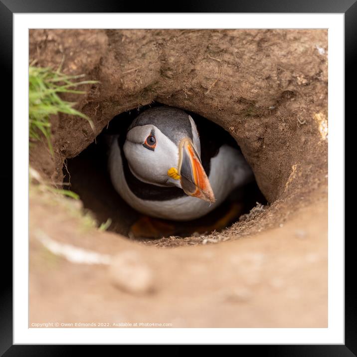 Puffin down a burrow Framed Mounted Print by Owen Edmonds