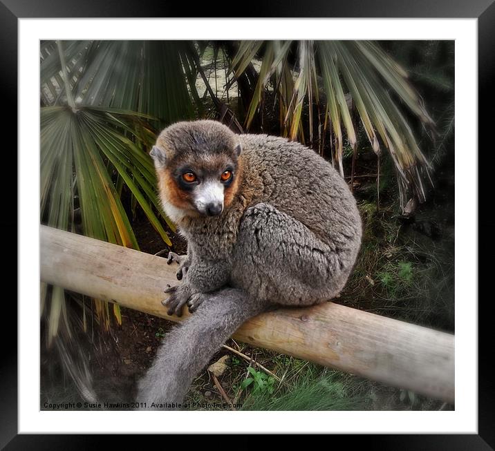 Mongoose Lemur Framed Mounted Print by Susie Hawkins