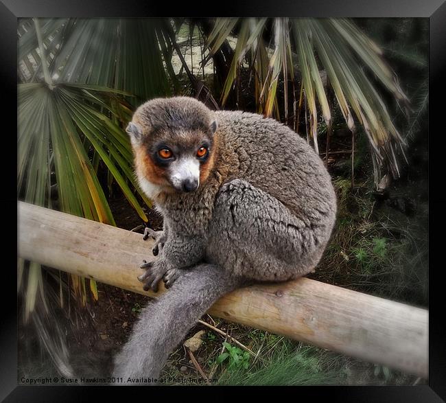 Mongoose Lemur Framed Print by Susie Hawkins
