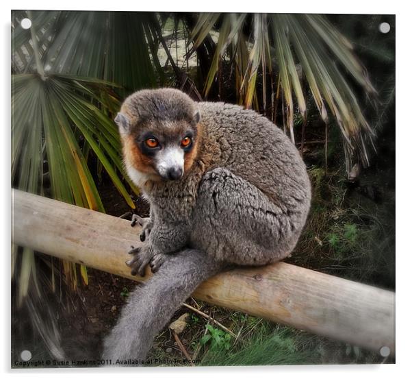 Mongoose Lemur Acrylic by Susie Hawkins