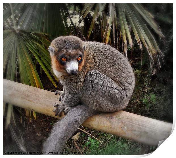Mongoose Lemur Print by Susie Hawkins
