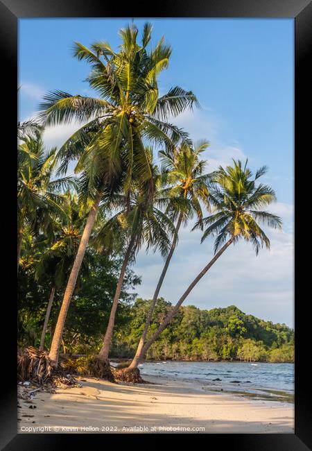 Tropical Palms Framed Print by Kevin Hellon
