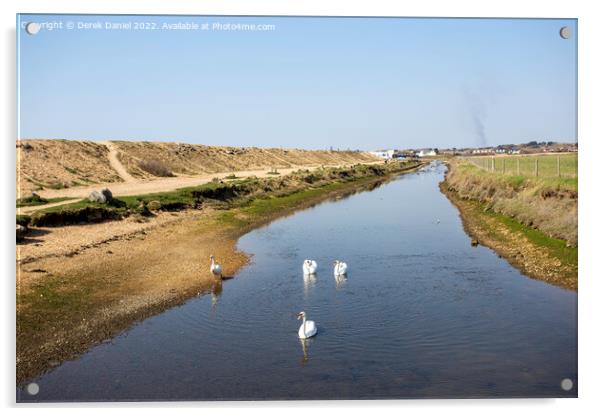 Swans, Sturt Pond Acrylic by Derek Daniel