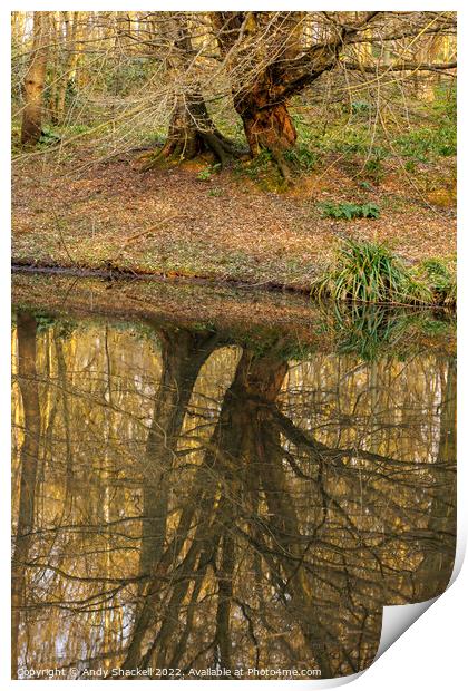 Reflections Print by Andy Shackell