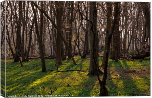 Sunlight in the trees Canvas Print by Andy Shackell