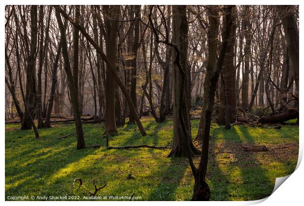 Sunlight in the trees Print by Andy Shackell