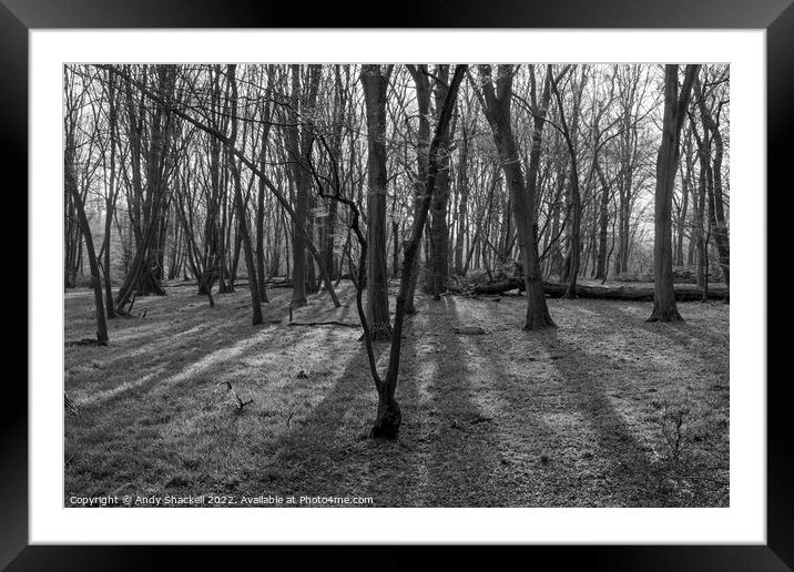 Mysterious Forest Framed Mounted Print by Andy Shackell