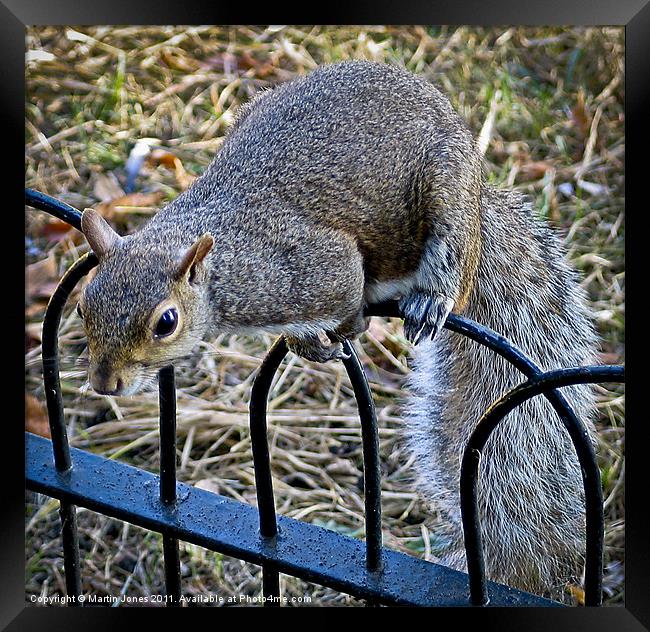 Cheeky Grey Squirrel Framed Print by K7 Photography