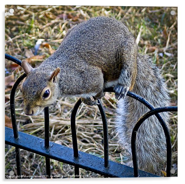 Cheeky Grey Squirrel Acrylic by K7 Photography