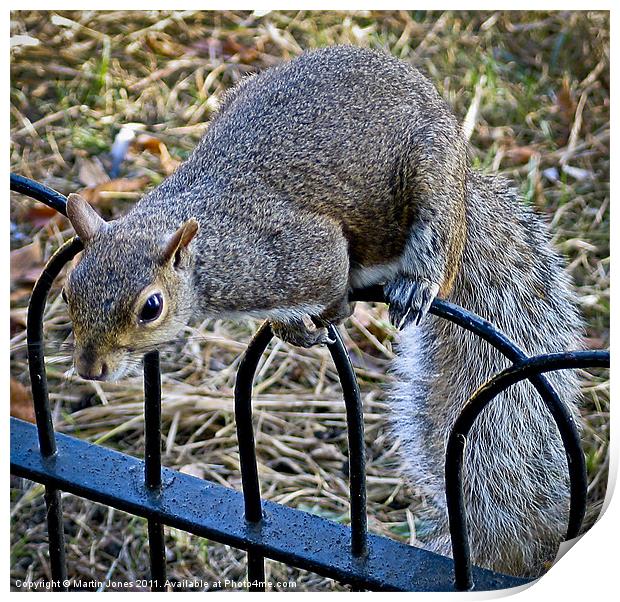 Cheeky Grey Squirrel Print by K7 Photography