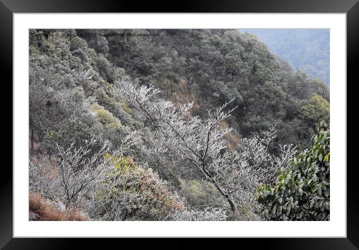 Ice trees in Xihu mountains Framed Mounted Print by Stan Lihai