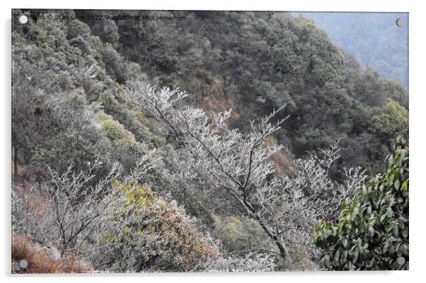 Ice trees in Xihu mountains Acrylic by Stan Lihai