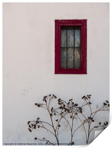 Red Window and White Wall Print by Dietmar Rauscher