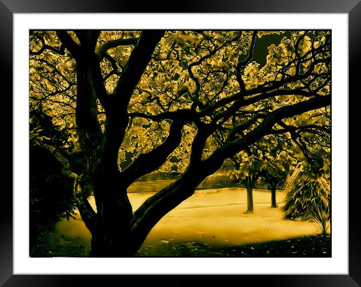 Old Indian Bean Tree Framed Mounted Print by Laura Jarvis