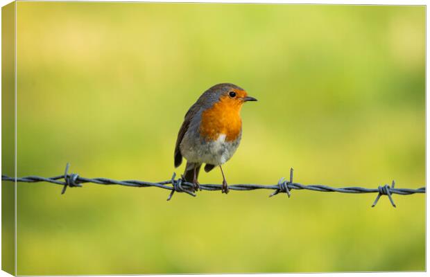 A robin perched on barbed wire Canvas Print by Anthony Hart