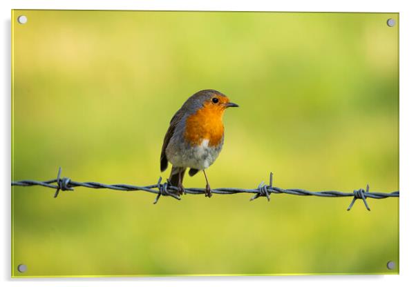 A robin perched on barbed wire Acrylic by Anthony Hart