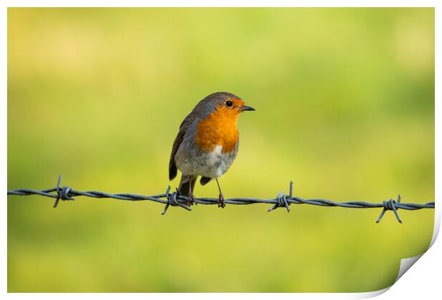 A robin perched on barbed wire Print by Anthony Hart