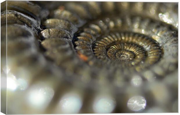 Glistening Ammonite Canvas Print by David Neighbour