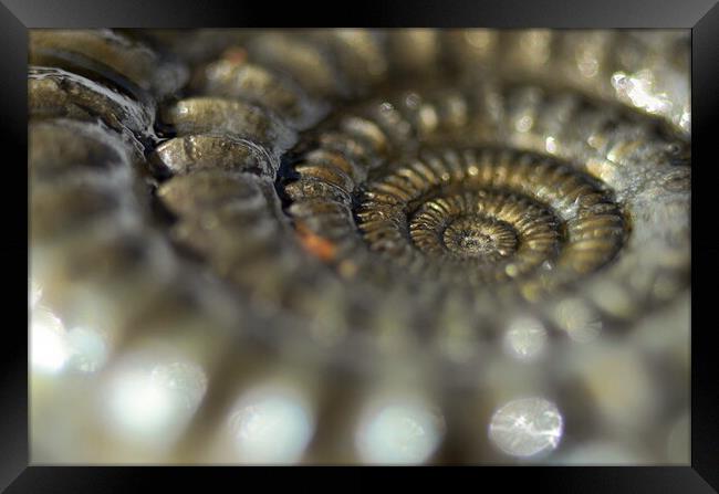 Glistening Ammonite Framed Print by David Neighbour