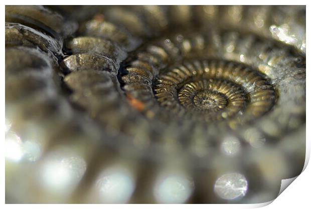Glistening Ammonite Print by David Neighbour