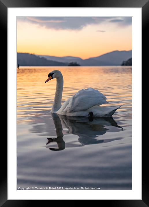 Lake Windermere Swan at Sunset Framed Mounted Print by Tamara Al Bahri
