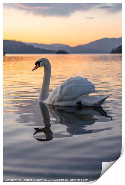 Lake Windermere Swan at Sunset Print by Tamara Al Bahri
