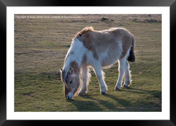 Devon Dartmoor pony Framed Mounted Print by Kevin White