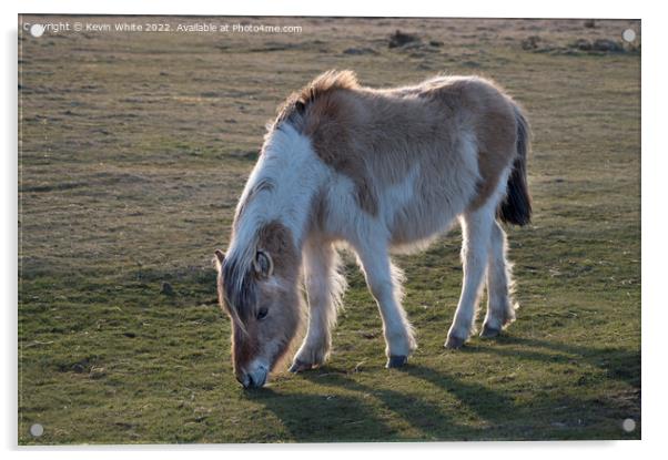 Devon Dartmoor pony Acrylic by Kevin White