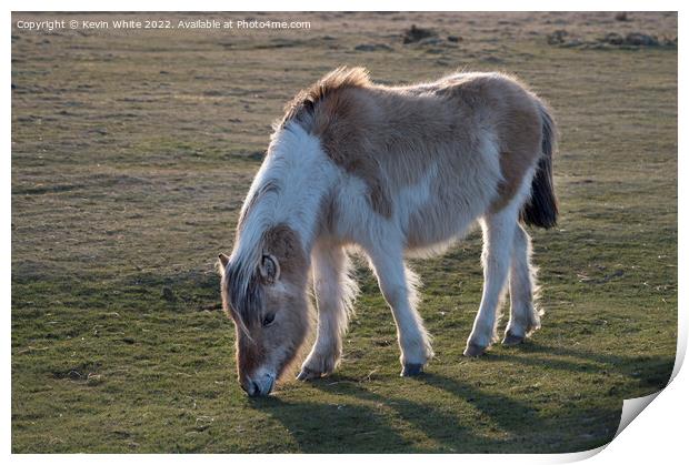Devon Dartmoor pony Print by Kevin White