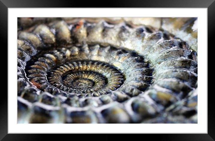 Pyritised ammonite Framed Mounted Print by David Neighbour