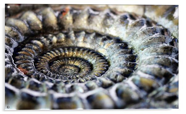 Pyritised ammonite Acrylic by David Neighbour