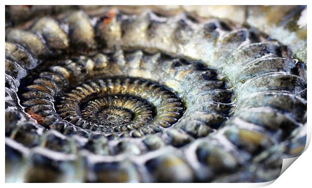 Pyritised ammonite Print by David Neighbour
