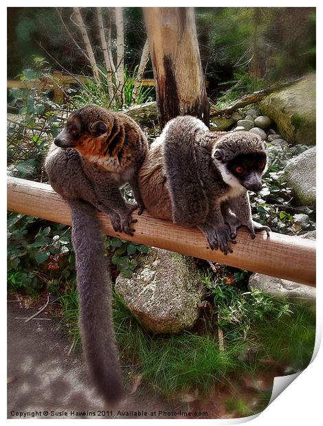 Mongoose Lemurs - Male and female Print by Susie Hawkins