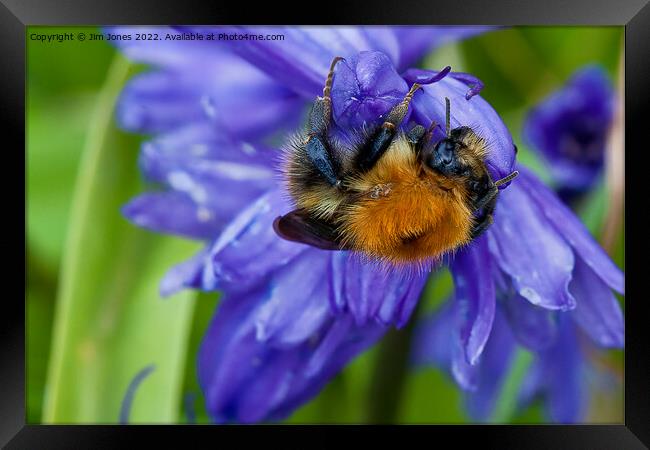 Bumbling along and hanging on Framed Print by Jim Jones