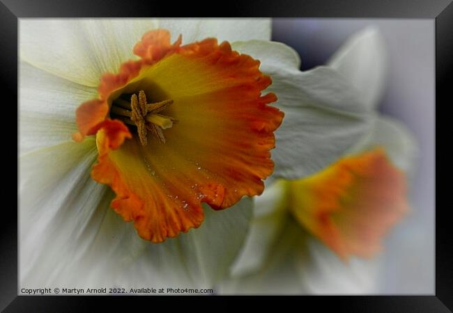 Daffodil Stamen Macro Framed Print by Martyn Arnold