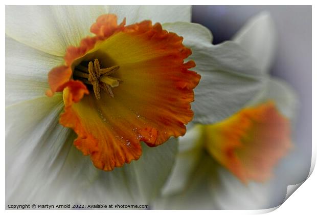 Daffodil Stamen Macro Print by Martyn Arnold