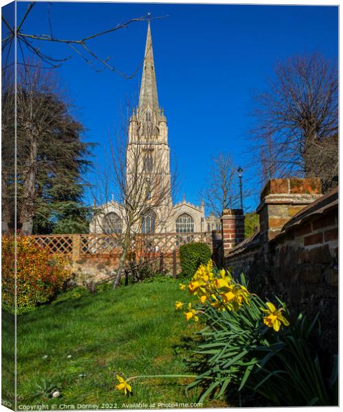 St. Marys Church and Daffodils in Saffron Walden, Essex, UK Canvas Print by Chris Dorney
