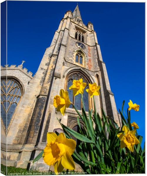 St. Marys Church and Daffodils in Saffron Walden, Essex, UK Canvas Print by Chris Dorney