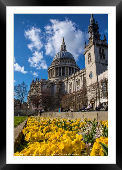 St. Pauls Cathedral in the Spring, in London, UK Framed Mounted Print by Chris Dorney